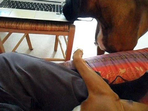 'tit moment de détente .... Geisha des Steppes Perdues (CHEYENNE de SAINT QUINIS X UCELLO du DOLON / Portée des G 2011)