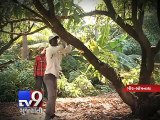 Series of issues force farmers to cut down mango trees - Tv9 Gujarati