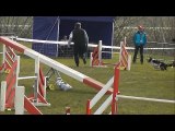 Gin concours d'agility de Wissembourg 08/03/2015