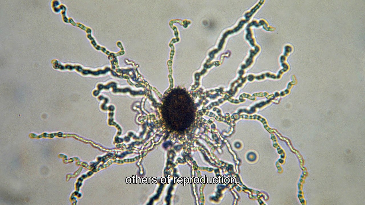 Truffles in Provence 1.2.1 - Truffle ?