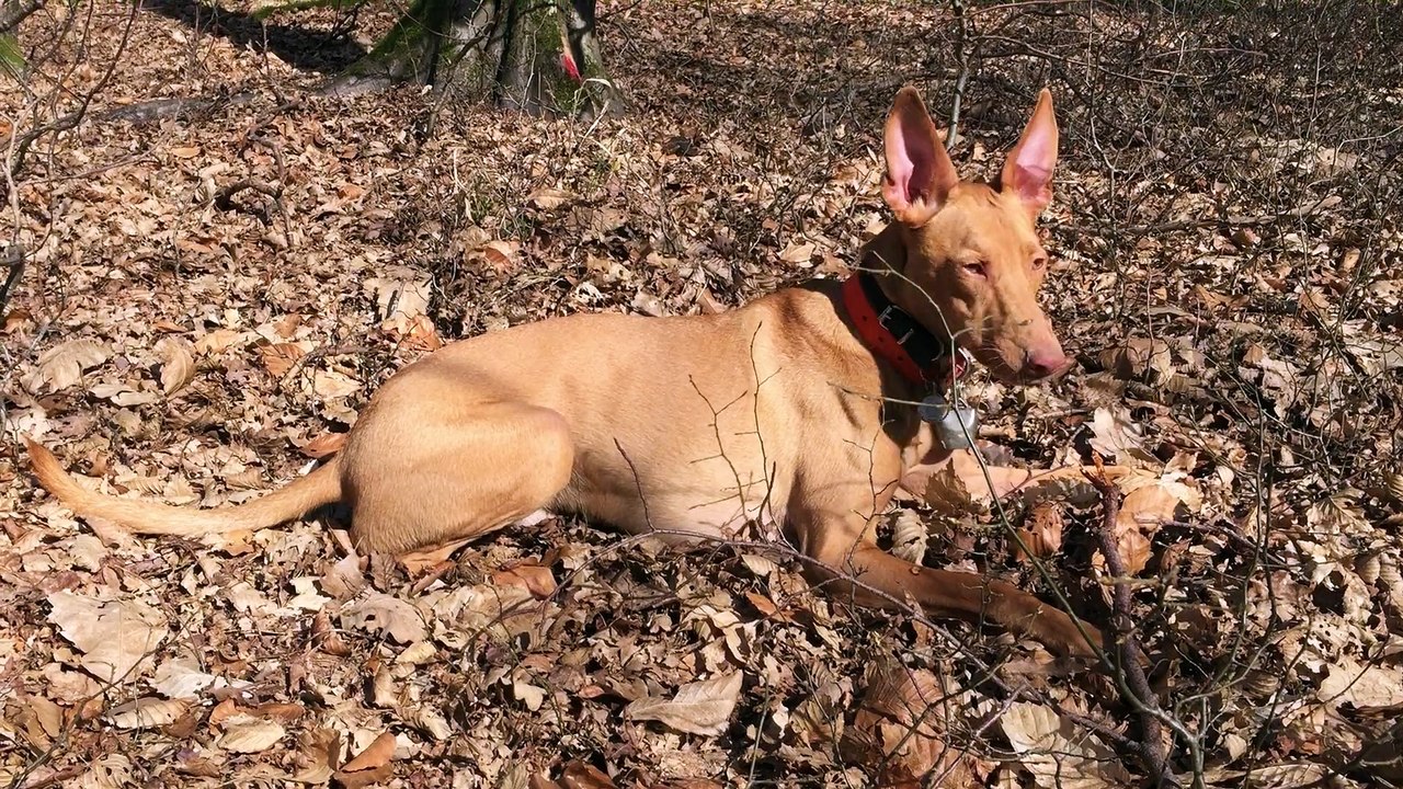 Aitch eating a stick