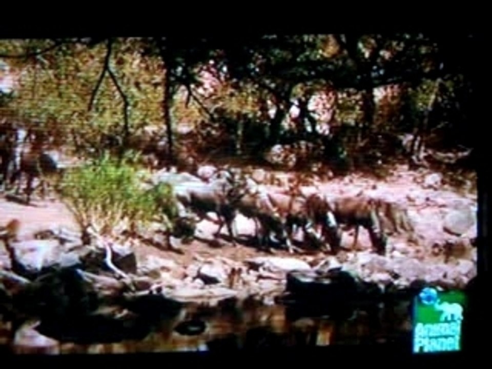 Wild animals 001