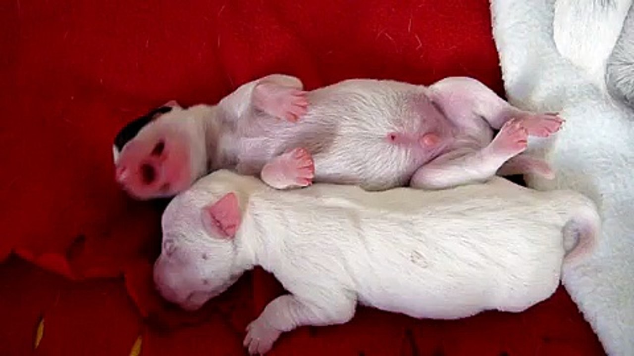 Chiots qui rêvent
