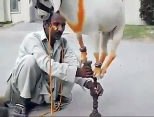 ما يعجز عنه الانسان يفعله الحيوان