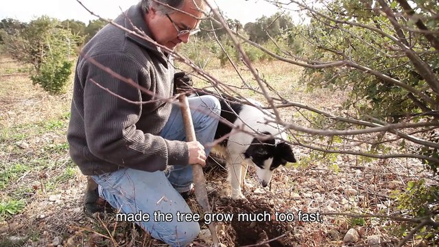 Truffles in Provence 4.3 - Joel Gravier