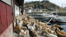 Japanese island overrun by cats - Gitbit.blogspot.com