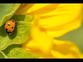 Tips & Tricks on Macro Photography - PLP #154