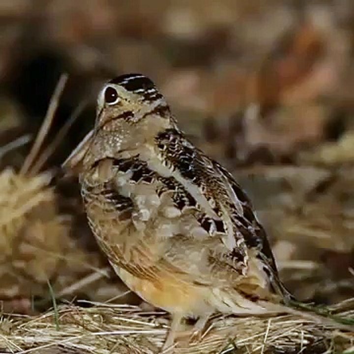 Bird Got The Beat (Vine)