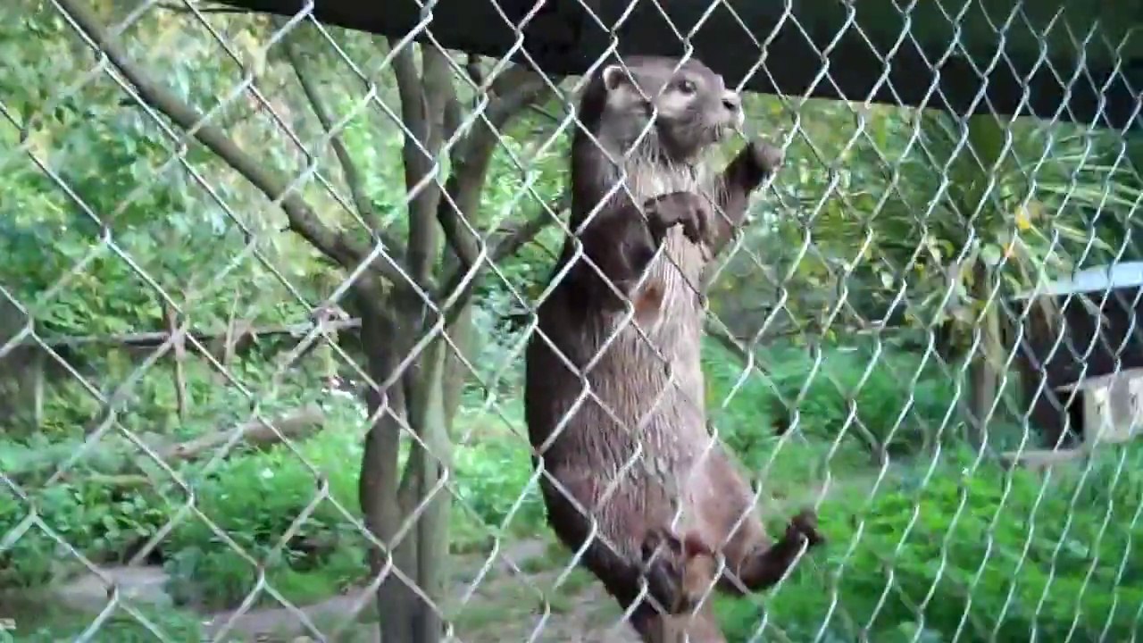 Des loutres amusantes dans un zoo en Angleterre