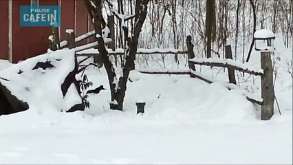 Voilà à quoi ressemble un écureuil bourré