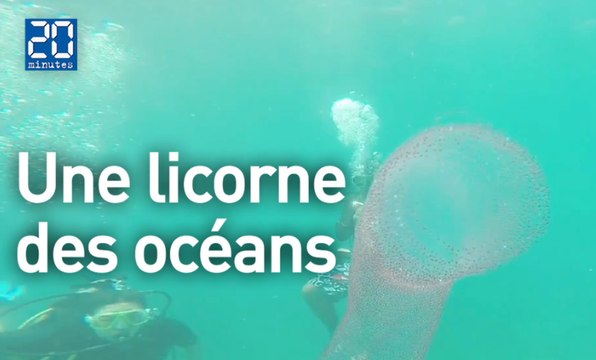 Une très rare licorne des océans filmée par des plongeurs