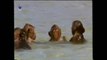 Inteligencia primate: Heramientas y juego
