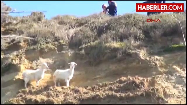 Sinop Keçiler Mahsur Kaldı, Afad Devreye Girdi