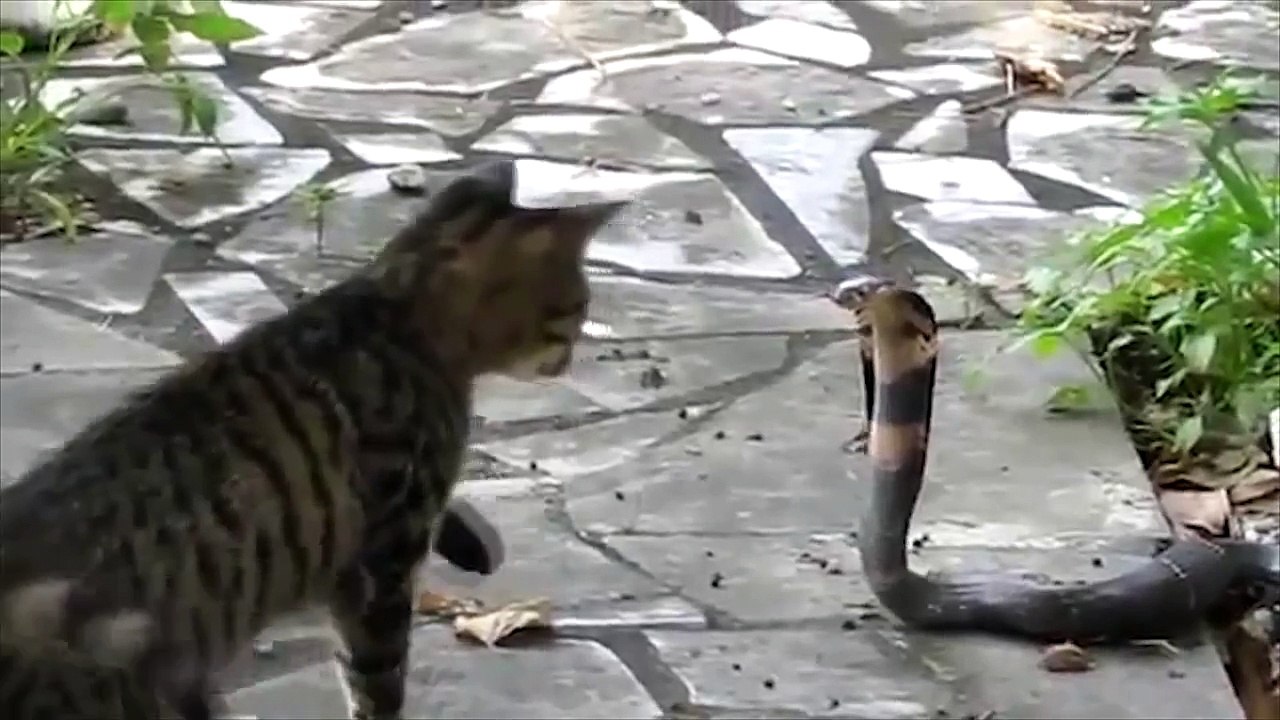 Epic Cat Fails