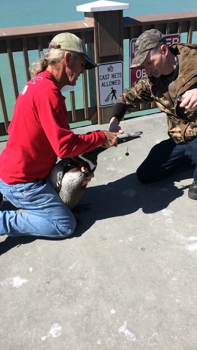 Sauvetage dun pélican pris dans unfilet de pêche