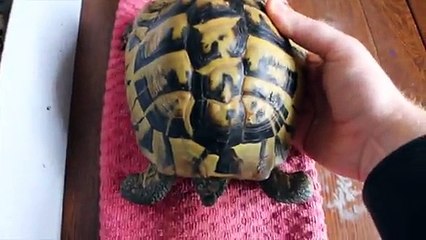 Réveiller une tortue après 4 mois d'hibernation au frigo