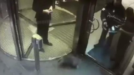 Angry Badger Puts Swedish Luxury Hotel on Lockdown