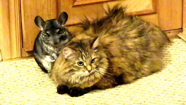 Chinchilla bothers cute cat (so so) - Шиншилла достает кота.