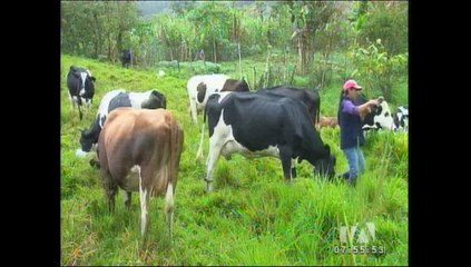 Ecuador es declarado libre de fiebre aftosa