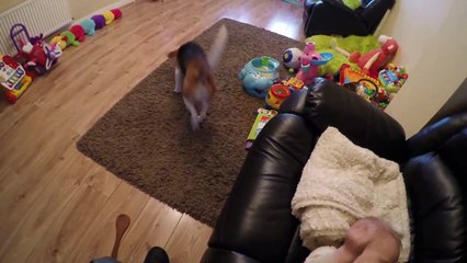 Perro ayuda a que le cambien el pañal a un bebe