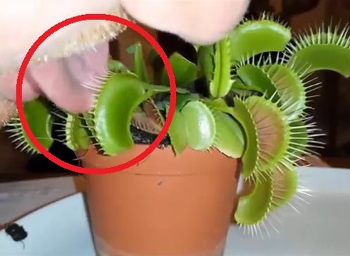 İnsan Dili Yiyen Bitki