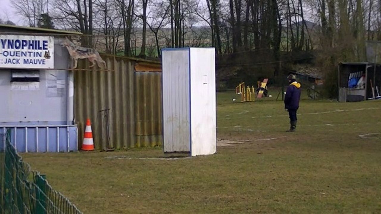 Indien de la Vallée de la Soummame, concours Ring 1 à St Quentin le 07 mars 2015 (Berger Belge Malinois)