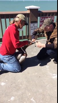 Sauvetage d'un pélican coincé dans un filet de pêche