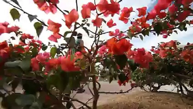 Indian Wells 2014 Saturday WTA Highlights