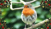 O Little Town of Bethlehem by The Christmas Robin