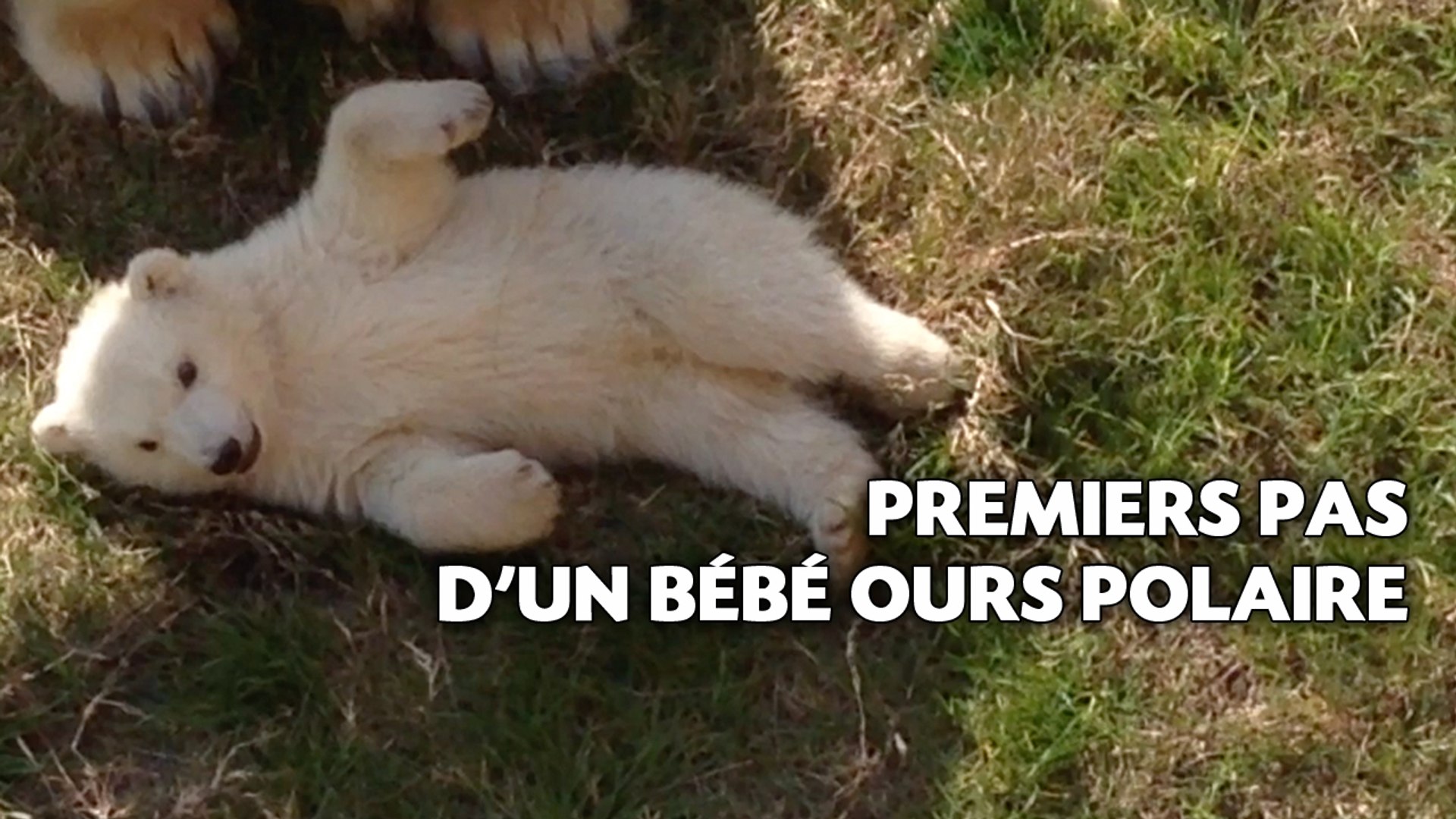 Premiers Pas D Un Bebe Ours Polaire Video Dailymotion