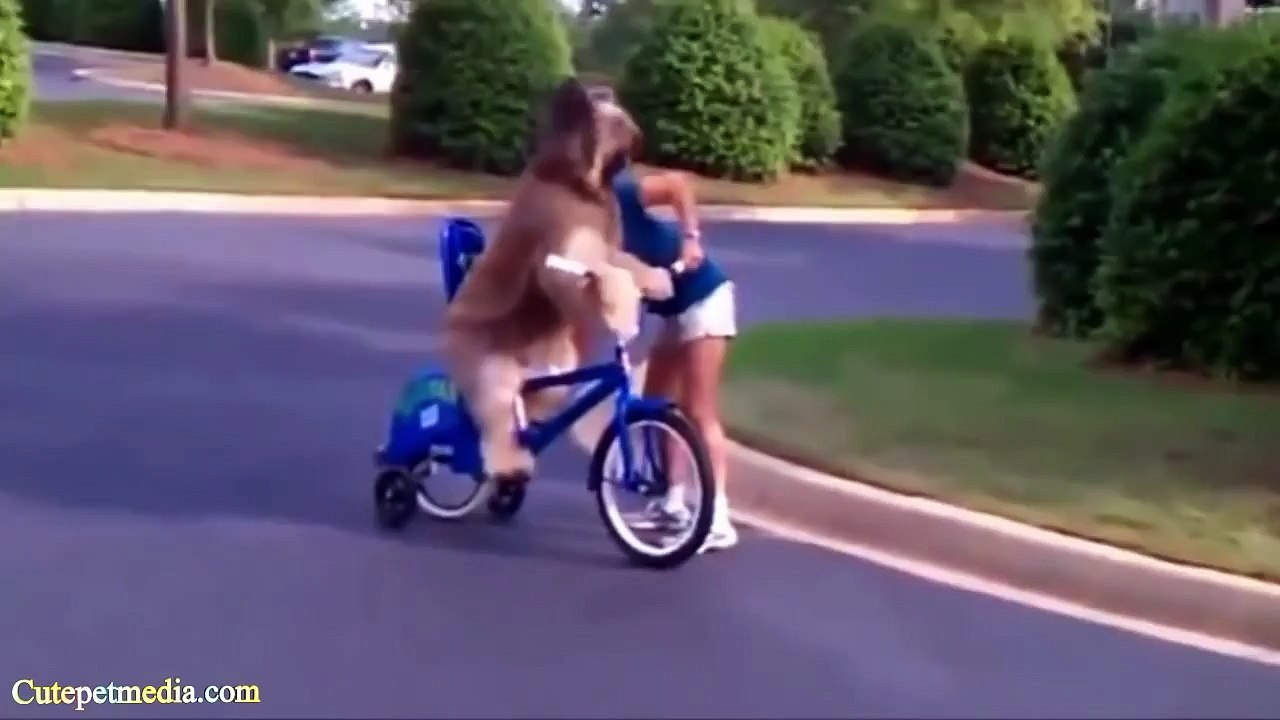 BEST FUNNY ANIMALS COMPILATION 2014