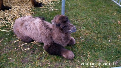 Un petit chameau naît au cirque Zavatta