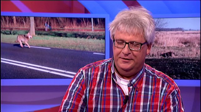 Studiogesprek: Wolf in Groningen - RTV Noord