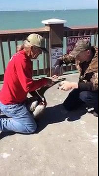 Sauvetage d'un pélican avec un filet de pêche autour du bec