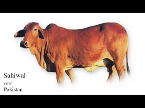 Sahiwal breed khasusiyat by Dr.Ashraf Sahibzada