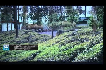 Music On Mamals(MG Road Rangoli)