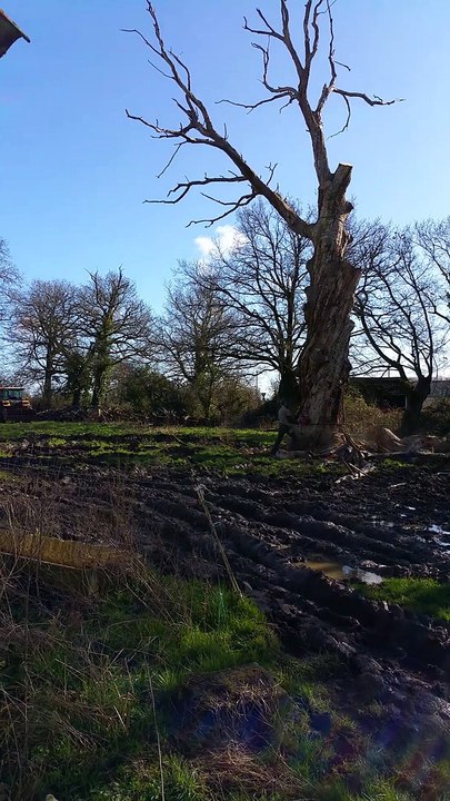 abattage  d'un  arbre  à  Bretignolles