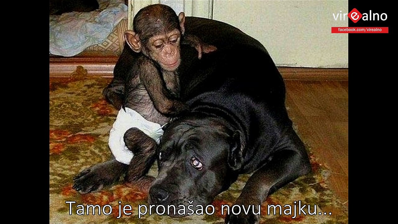 Pas i Cimpanza