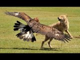 En Güzel Hayvan Saldırıları ve Avları | Belgesel Günlüğü