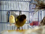 Atlantic Canary (Serinus canaria) - Bird Song [Canário]