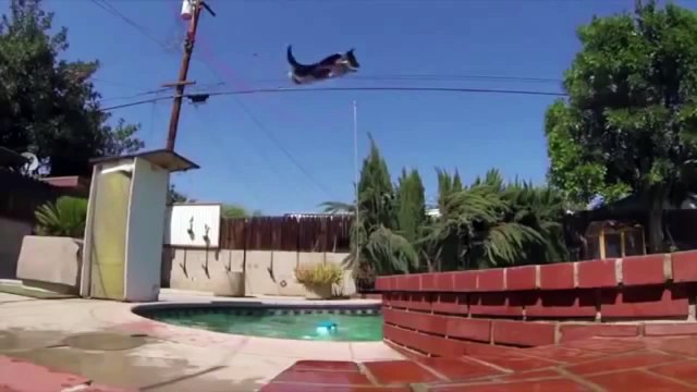 Может ваш пес и подает вам лапу но такого он точно не делает