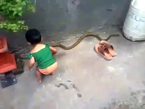 Baby Playing with Snake - Latest Snakes Videos - Babies Videos