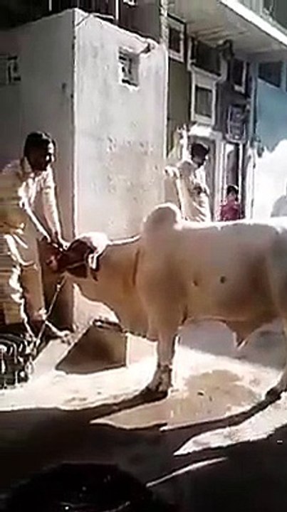 WWE Cow in Pakistan