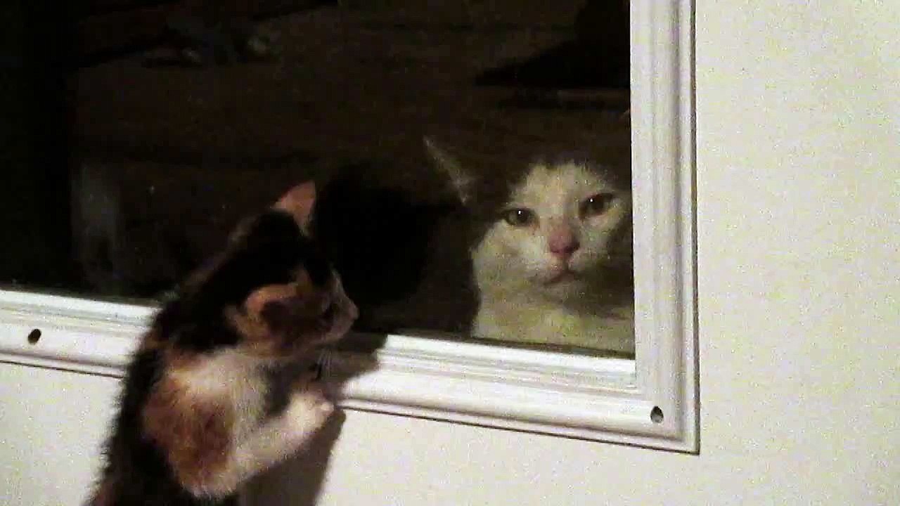 Grumpy cat hates being stared at