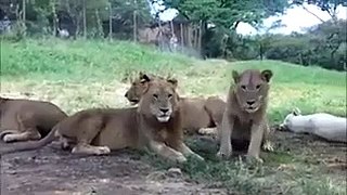 Oh My God! How Can A Lion Do That, You Will Be Astonished After Watching This Video