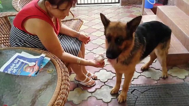 Funny Wolf Dog Eating Ice Cream With Spoon