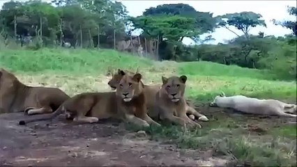 Lion open a car door