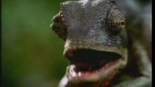 Advert - Budweiser Frogs