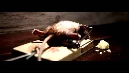 Une souris se fait sa petite séance d'abdo