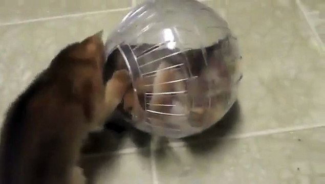Les chatons adorent jouer avec une boule pour hamster